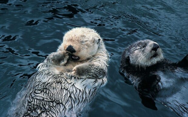 Two otters are floating calmly on the water surface in this otter wallpapers, HD Desktop Wallpaper