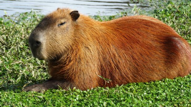A capybara is resting peacefully on lush green grass near water, Capybara Wallpapers, HD Desktop Wallpaper