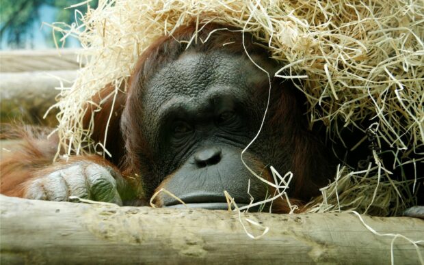 A peaceful orangutan resting with straw around its head in a natural setting, 2K Desktop Wallpaper