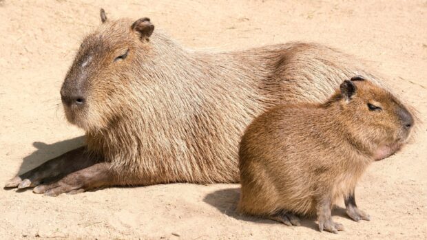 Two capybaras are resting peacefully on sandy ground under sunlight, HD Desktop Wallpaper