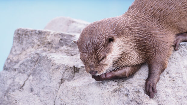 A close up of an otter resting peacefully on a rocky surface near water, 4K Desktop Wallpaper