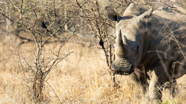 A close up of a rhino standing near dry bushes in the wild savannah