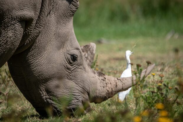 Close up of a rhino with detailed skin texture grazing near a white bird in a grass field