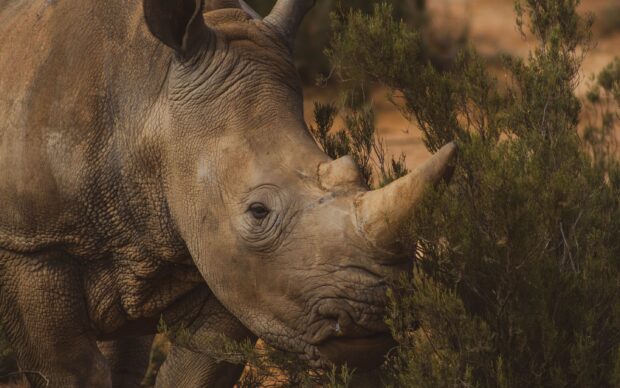 Close up of a rhino with detailed skin texture near green bushes
