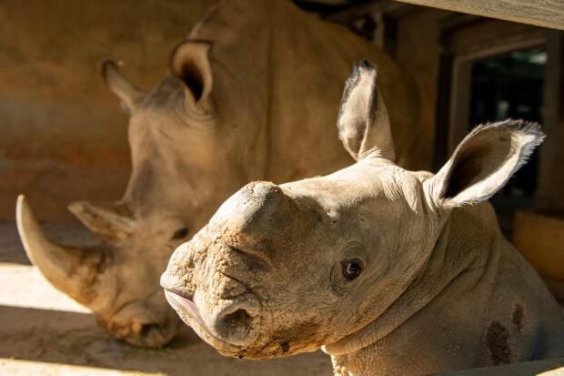 Close up of a young rhino looking curious near an adult rhino in a shaded area