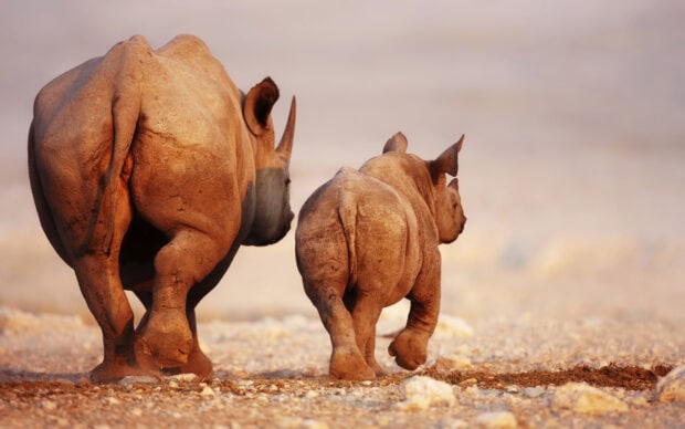 Mother and baby rhino walking on rocky terrain in natural habitat