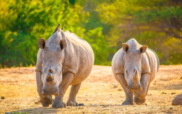 Two adult rhino animals walking on dry land with green trees in the background