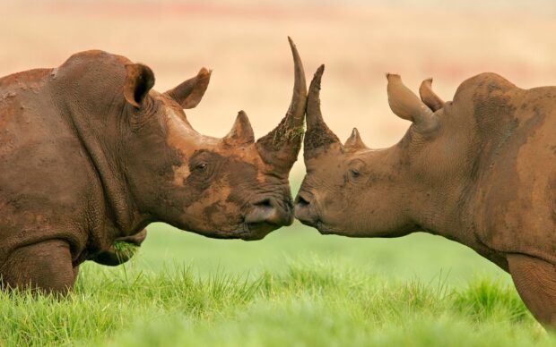 Two rhino animals touching noses in a green grassy field with a blurred background