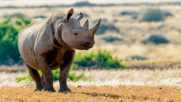 A close up of a rhino walking on dry grass in the wild African landscape