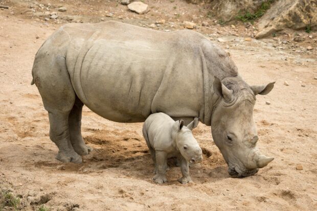 A mother and baby rhino standing close together on sandy ground
