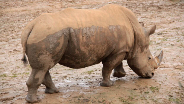 A muddy rhino walking on wet soil in a natural habitat