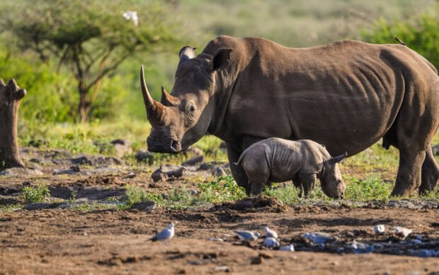 Adult and baby rhino standing on grassy land in natural habitat