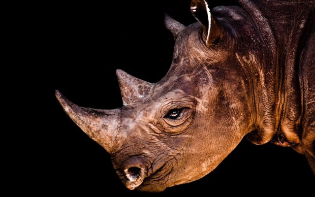Close up of a rhino head showing detailed skin texture and horn against black background