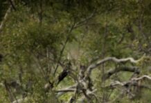 A muddy rhino walking through a green forest with dense trees surrounding it