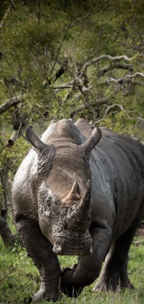 A muddy rhino walking through a green forest with dense trees surrounding it