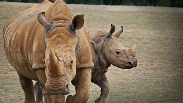 A close up of adult and baby rhino walking on grassland together