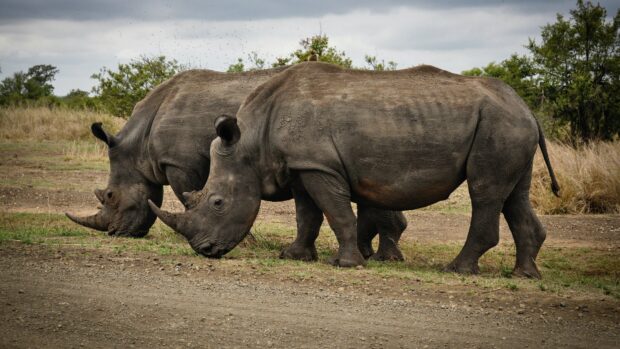 Two rhino grazing in the wild grassland during the daytime