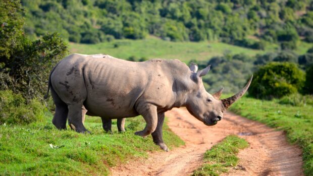 A majestic rhino standing on a dirt path surrounded by green grass and trees in the wild