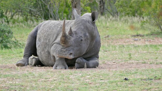 A resting rhino lying on the grass in a natural habitat with visible horns and textured skin