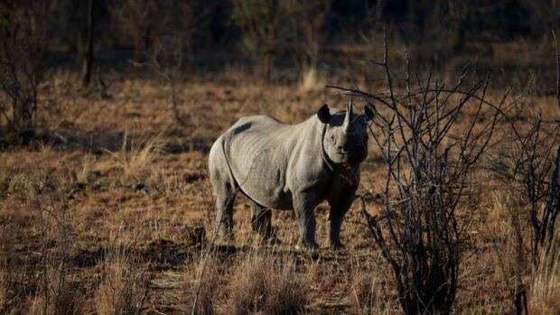 A wild rhino standing in dry grassland surrounded by sparse trees and bushes