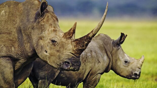 Close up of rhino with baby rhino in green grass field