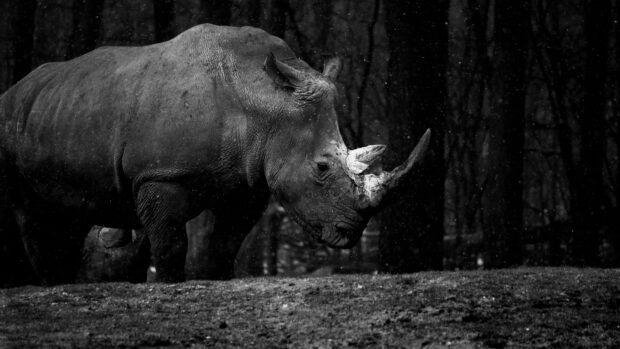 Close up of a rhino walking in the forest during a rainy day