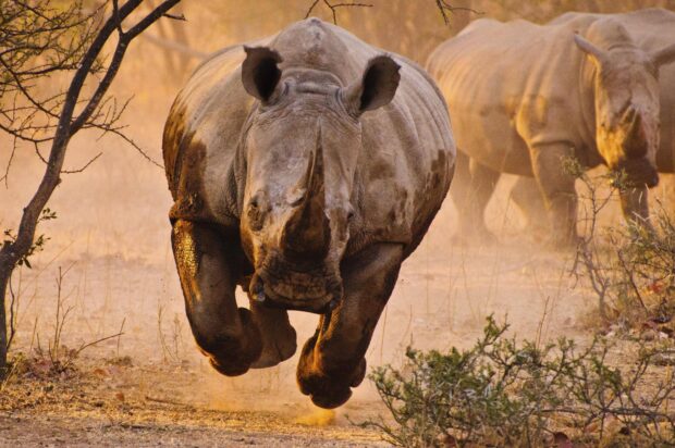 A charging rhino running fast in a dusty savannah environment