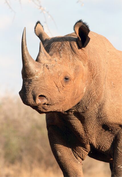 Close up of a rhino with detailed skin texture in natural habitat