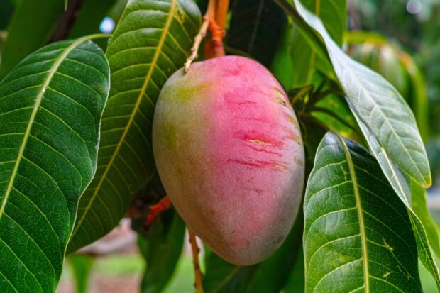 A ripe mango hangs from a tree surrounded by green leaves in mango wallpapers, 2K Desktop Wallpaper