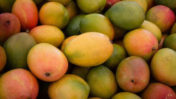 A pile of ripe mangoes with varying shades of yellow and green is displayed, HD Desktop Wallpaper