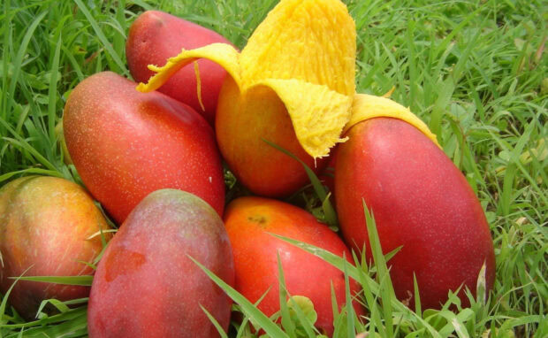 A bunch of ripe mangoes lies on green grass with one partially peeled, HD Desktop Wallpaper