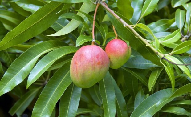 Two ripe mangoes hanging on a branch surrounded by green leaves in mango wallpapers, HD Desktop Wallpaper