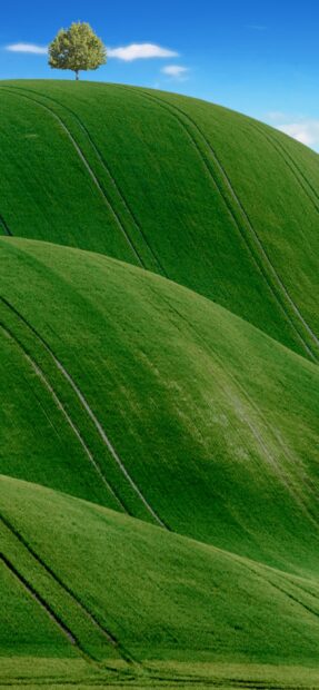 A lone tree stands on rolling green hills under a clear blue sky during daytime, 2K Phone Wallpaper