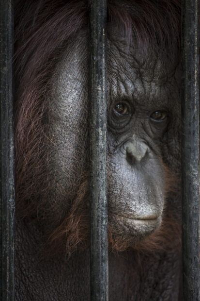 A close up of an orangutan showing its facial detail behind metal bars, HD Phone Wallpaper