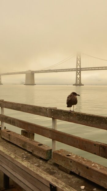 A seagull perched on a wooden railing with the San Francisco skyline in the background