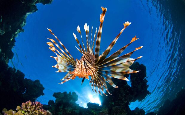 A lionfish displaying its striped fins near coral reefs underwater sea animals