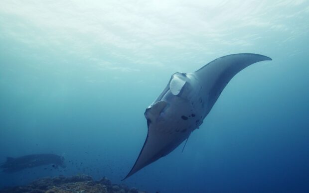 A manta ray swimming gracefully above the coral reef sea animals