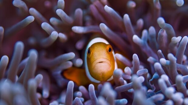 A clownfish nestled among vibrant sea anemone tentacles in the ocean