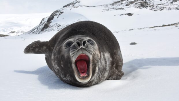 A seal lying on snow with its mouth wide open in a cold environment