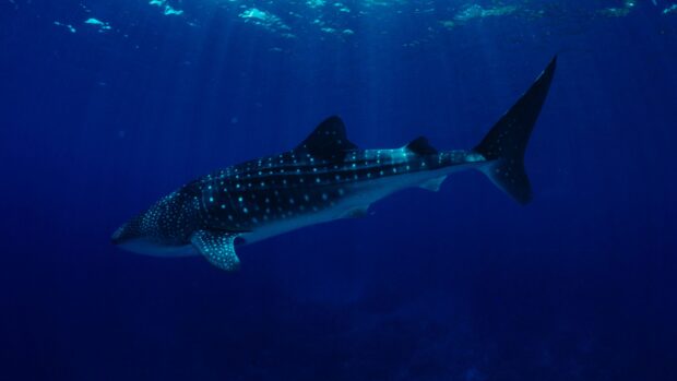 A whale shark swimming gracefully underwater in deep blue sea animals