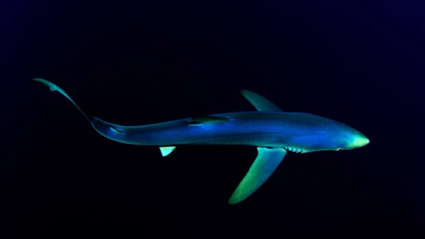 Blue shark swimming in deep dark ocean as sea animals in high quality 4K