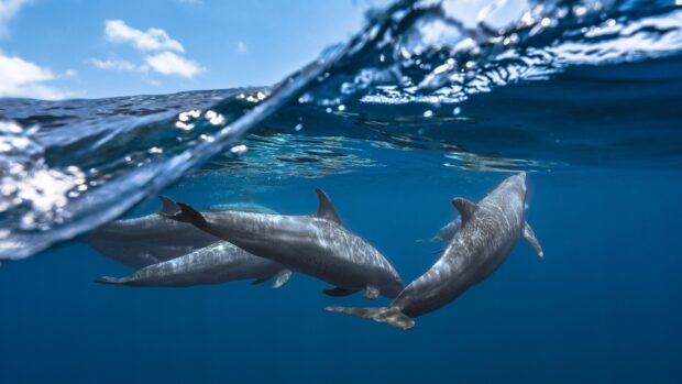 Dolphins swimming underwater in deep blue sea animals scene