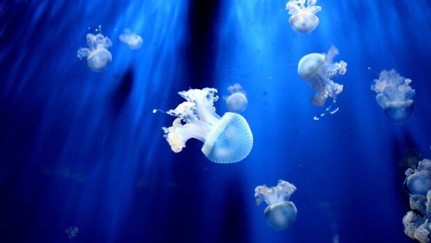 Transparent jellyfish are floating in the blue sea animals environment