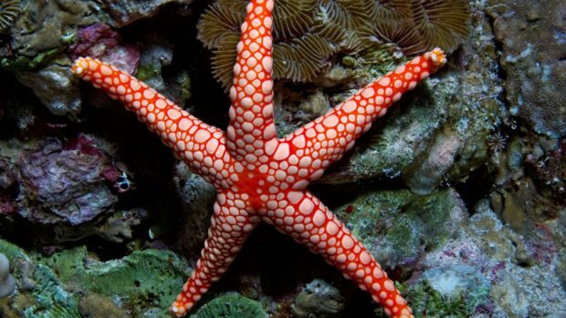 A close up of a sea animal starfish with orange and white patterns on a coral reef