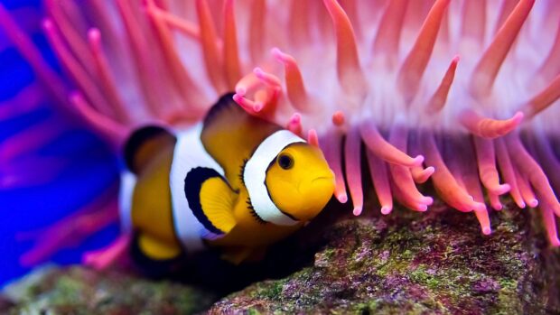 A clownfish swimming close to vibrant coral in a colorful sea animals scene