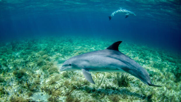 A dolphin swimming over the underwater sea grass in clear blue water