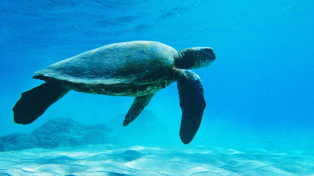 A sea turtle swimming gracefully underwater in clear blue ocean water