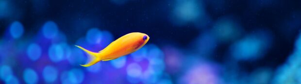 Bright orange sea animal swimming against blue underwater background with coral light spots