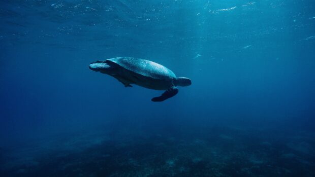 A sea turtle swimming gracefully underwater in the deep blue ocean