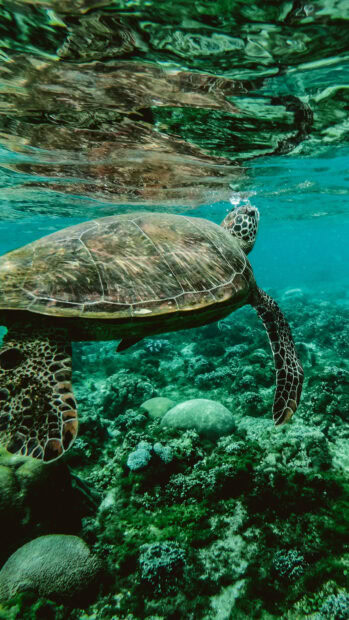 A sea turtle swimming above coral reef underwater with clear ocean water in view